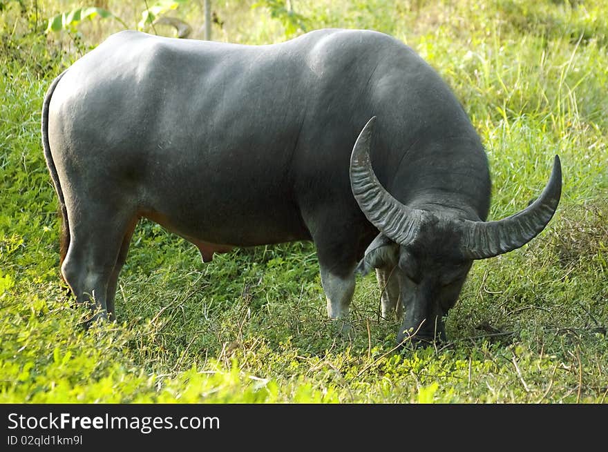 Huge bull with a green background