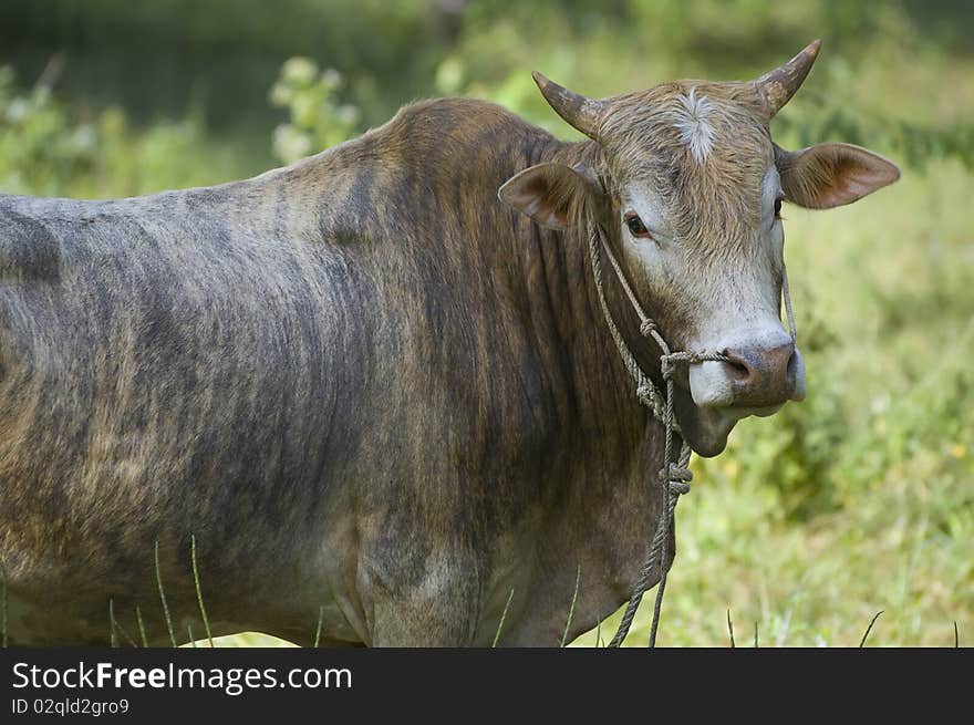 Young Bull With A Green Background