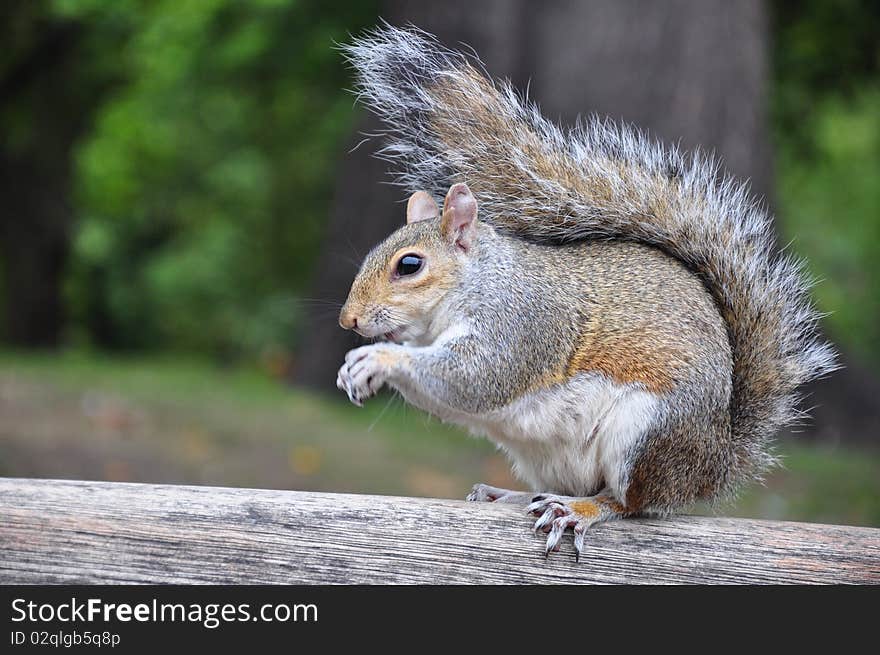 Squirrel