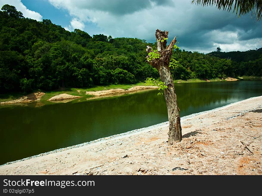 Lone dry tree in the hot day