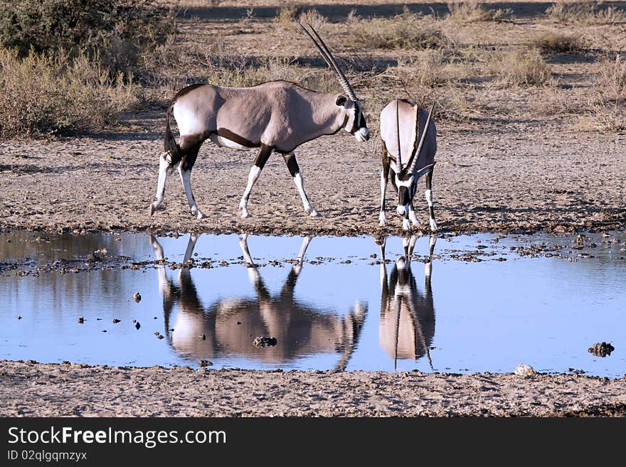 Oryx at a waterhole