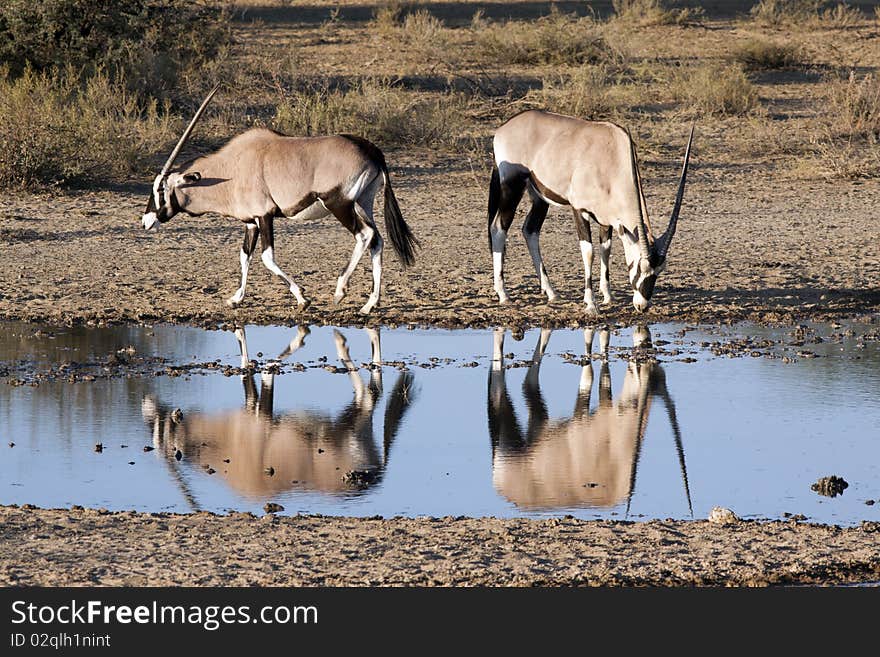 Oryx at a waterhole