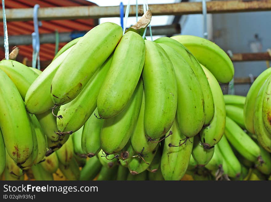 Green banana in the market