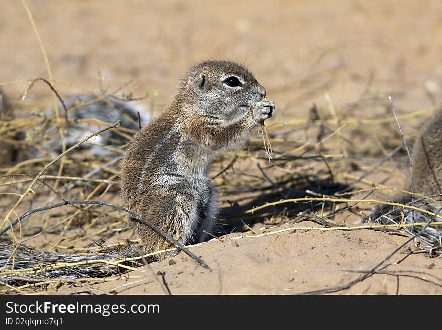 Cape ground squirrel in the Kgalagadi