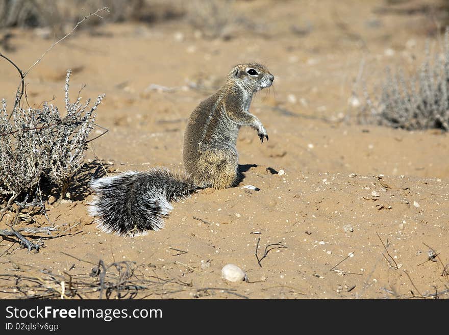 Cape ground squirrel in the Kgalagadi