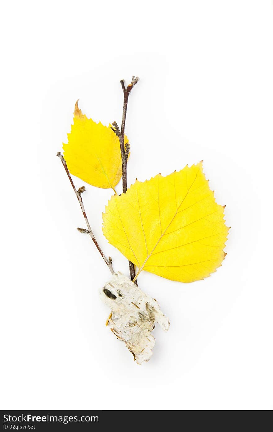 Autumn Birch Leaves / Beautiful Composition / isolated on white