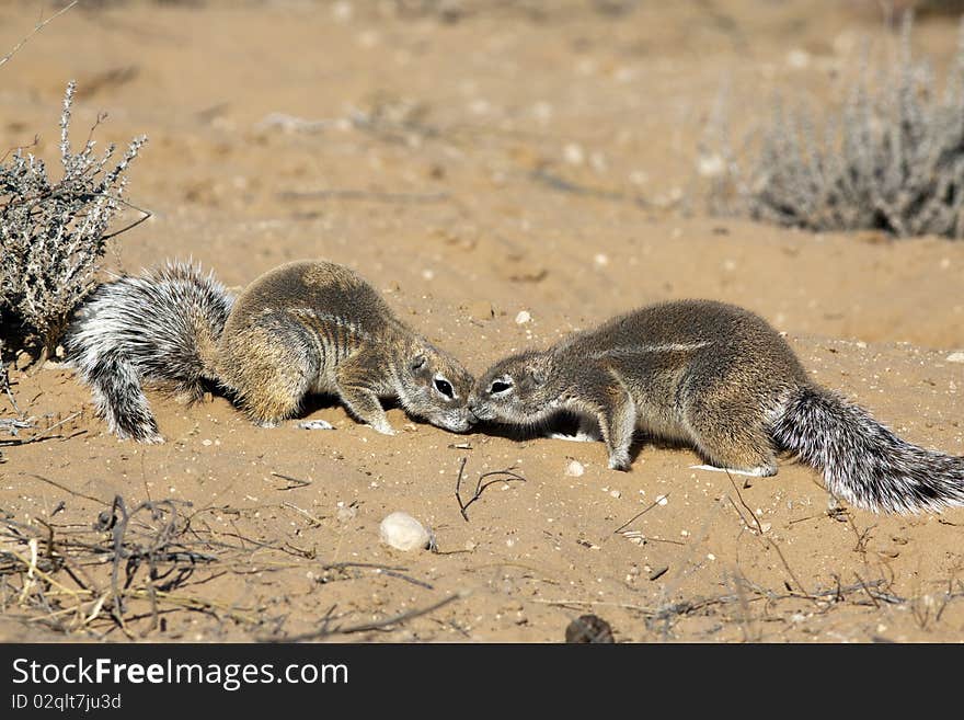 Cape ground squirrel in the Kgalagadi