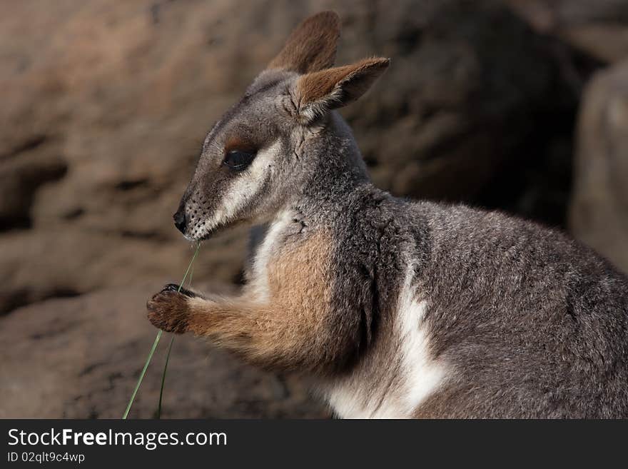 Australian Yellow footed rock wallaby in wild.