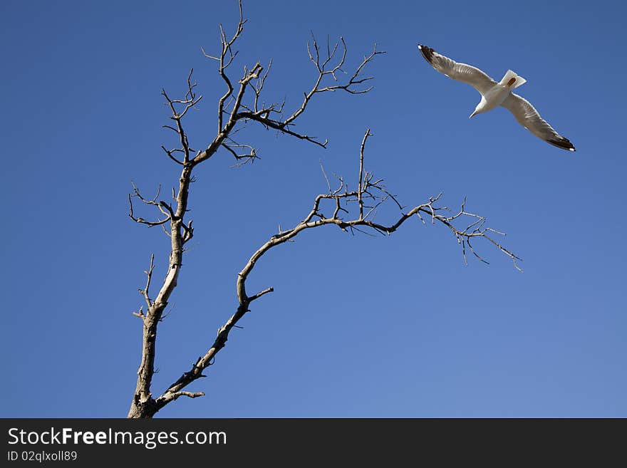 Seagull and tree