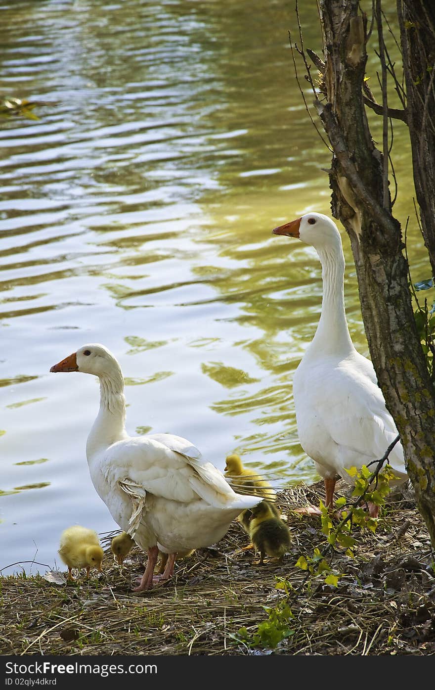 This image shows a family of geese, at the time of entering the water from a pond