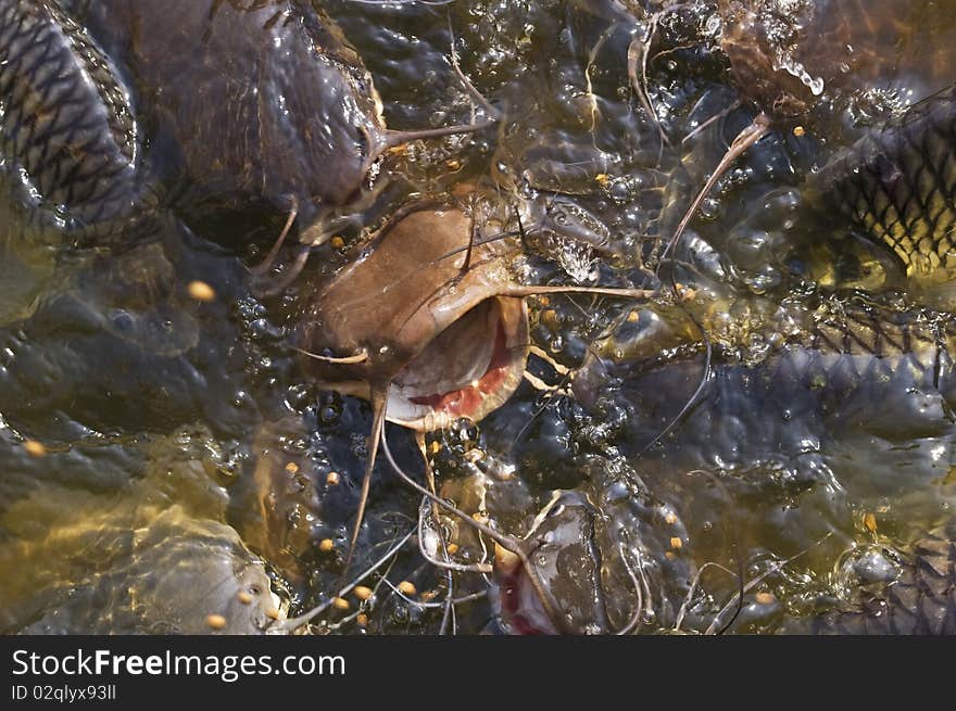 Catfish Feeding