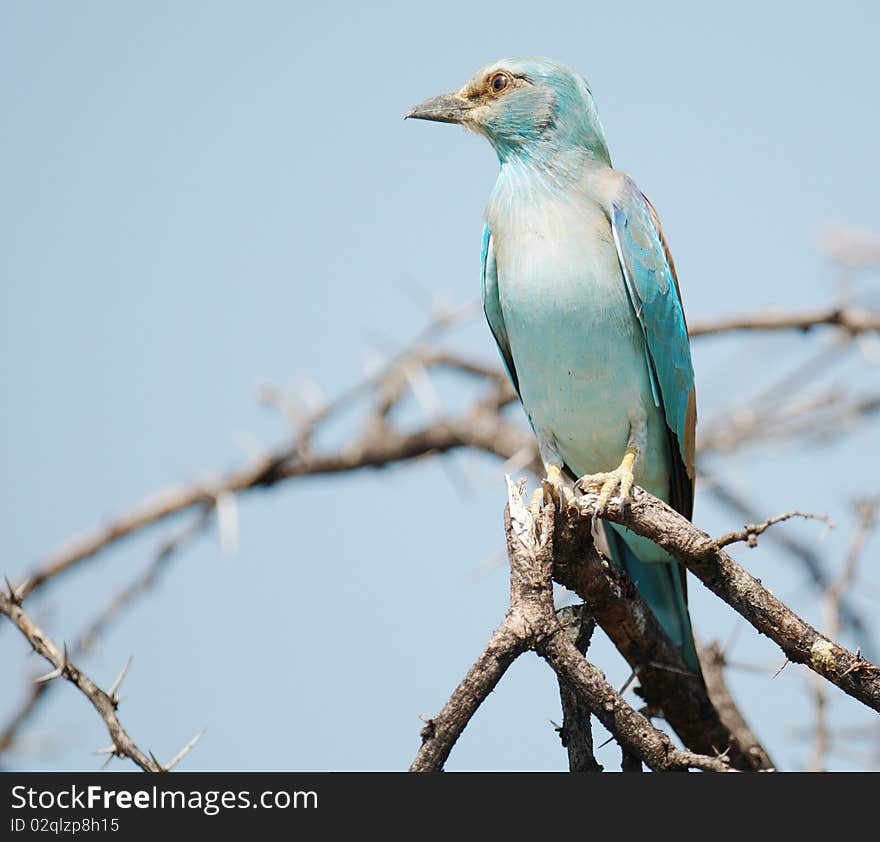 European Roller