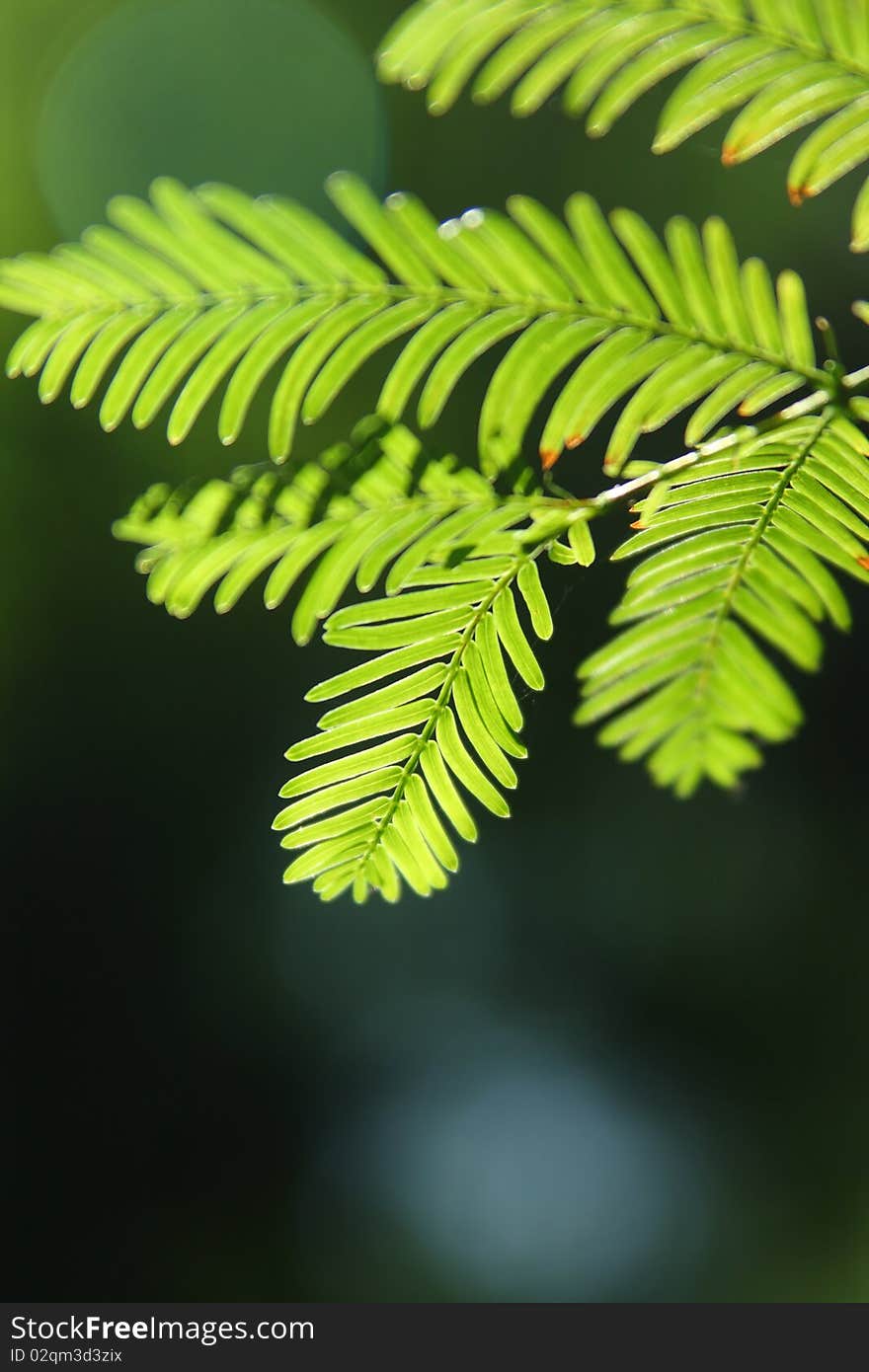 Metasequoia glyptostroboides