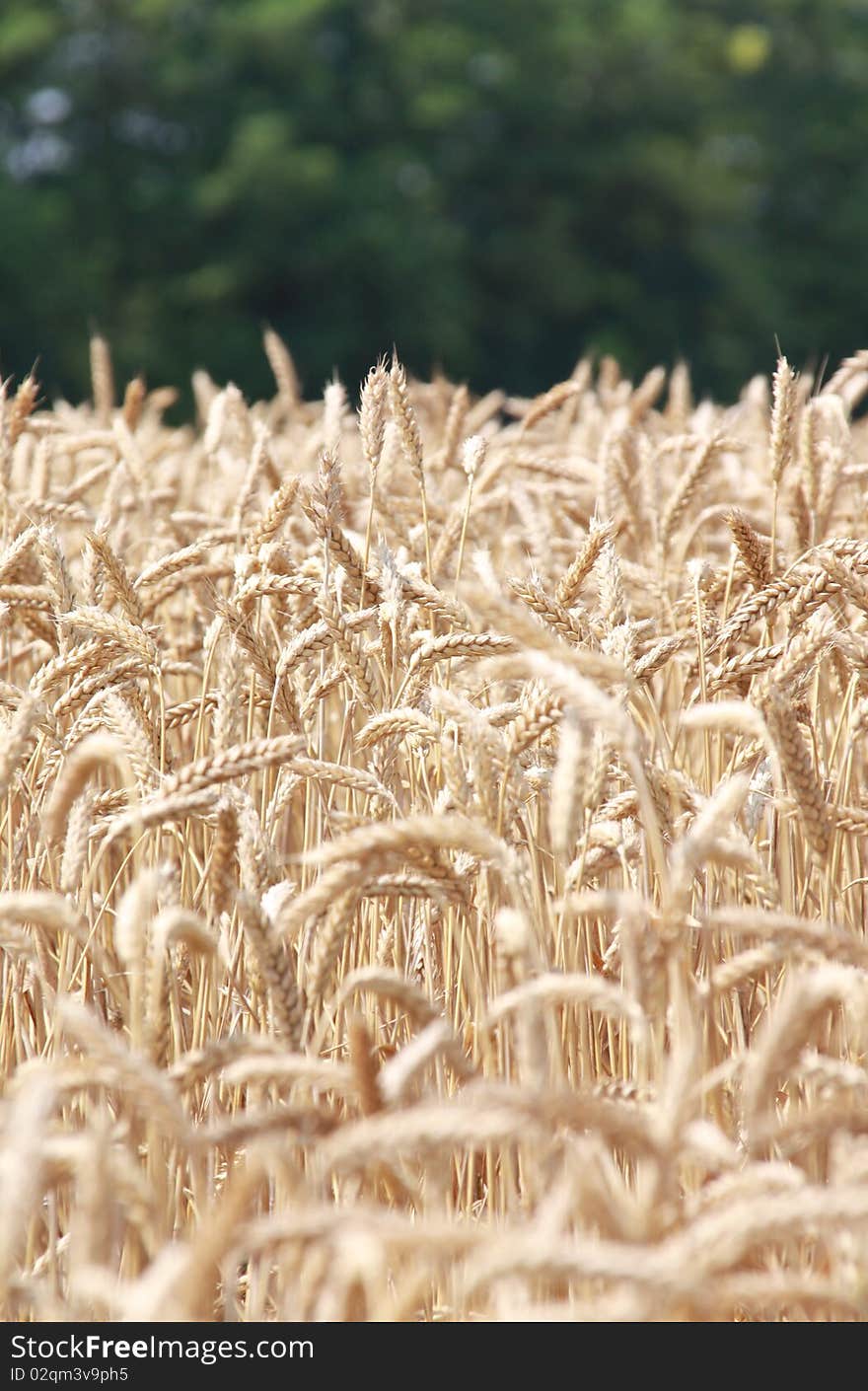 Yellow grain ready for harvest growing in a farm field. Yellow grain ready for harvest growing in a farm field