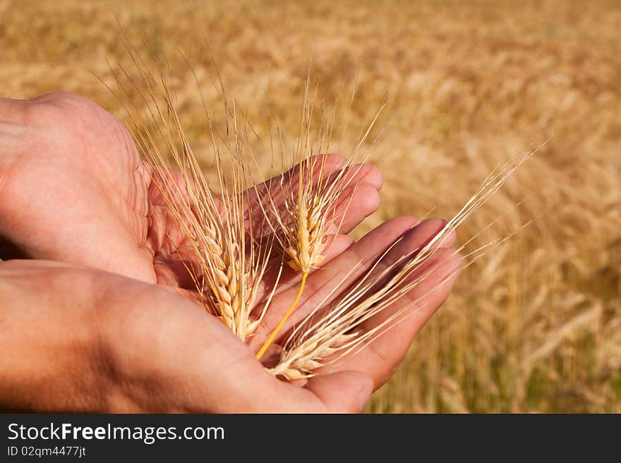 Golden Wheat