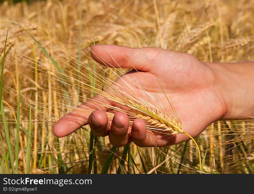 Golden Wheat