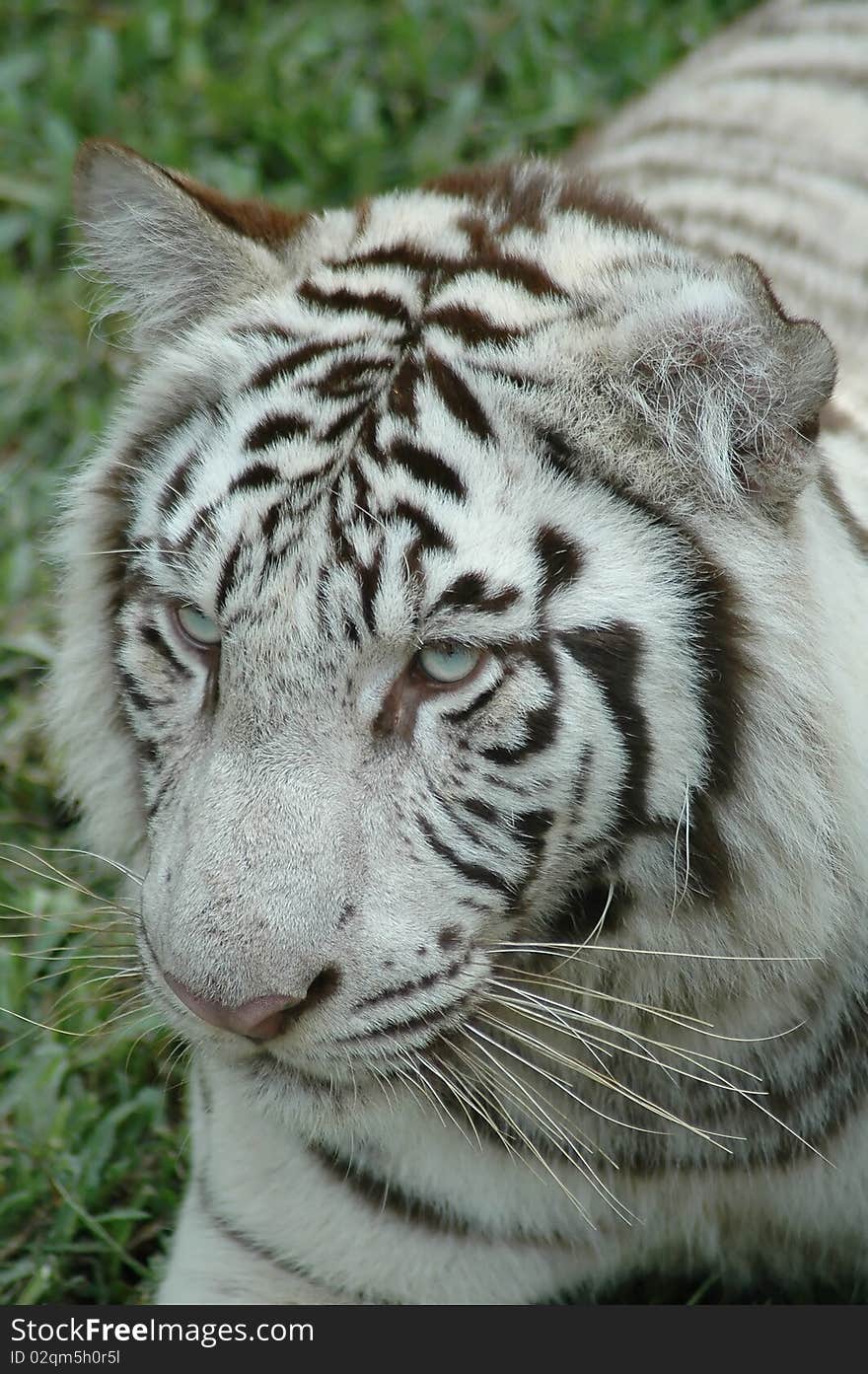 White tiger in Chiangmai Night Safari Thailand