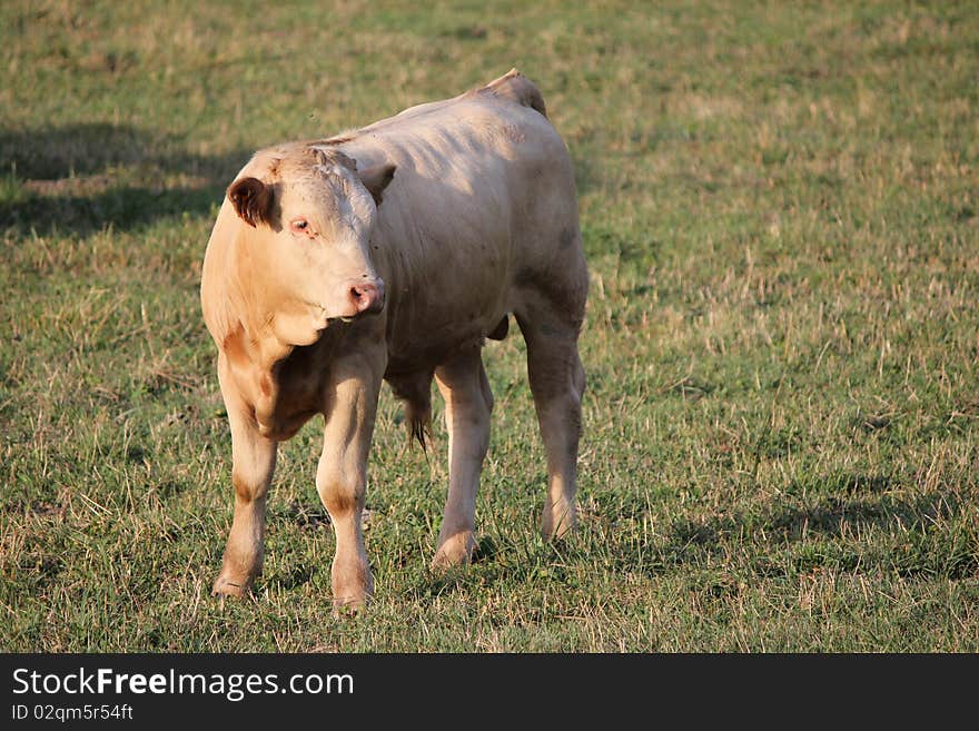 Calf brown and white and grass green