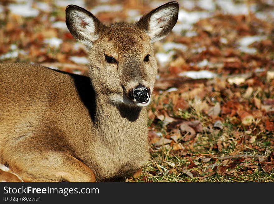 Chewing Deer