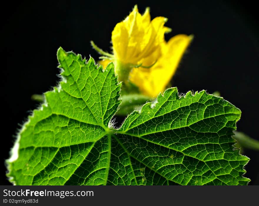 Cucumber blossom