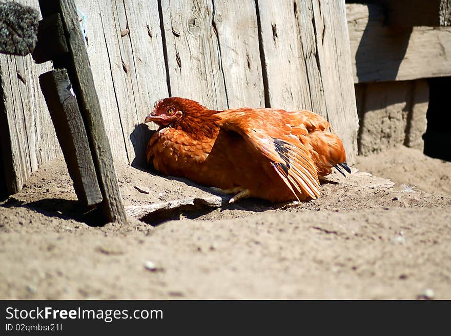 Sunbathing chicken