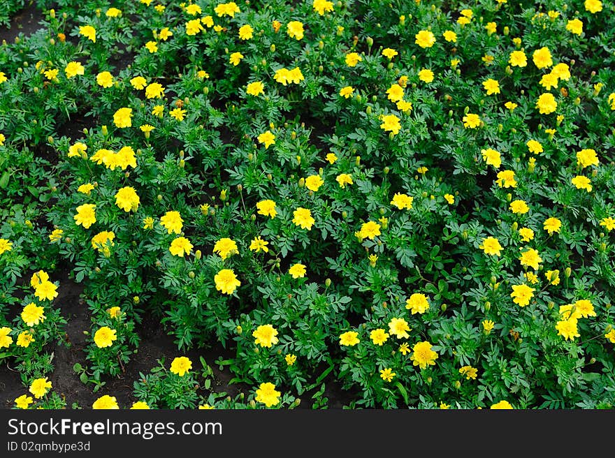 Yellow Flower Bed In Park