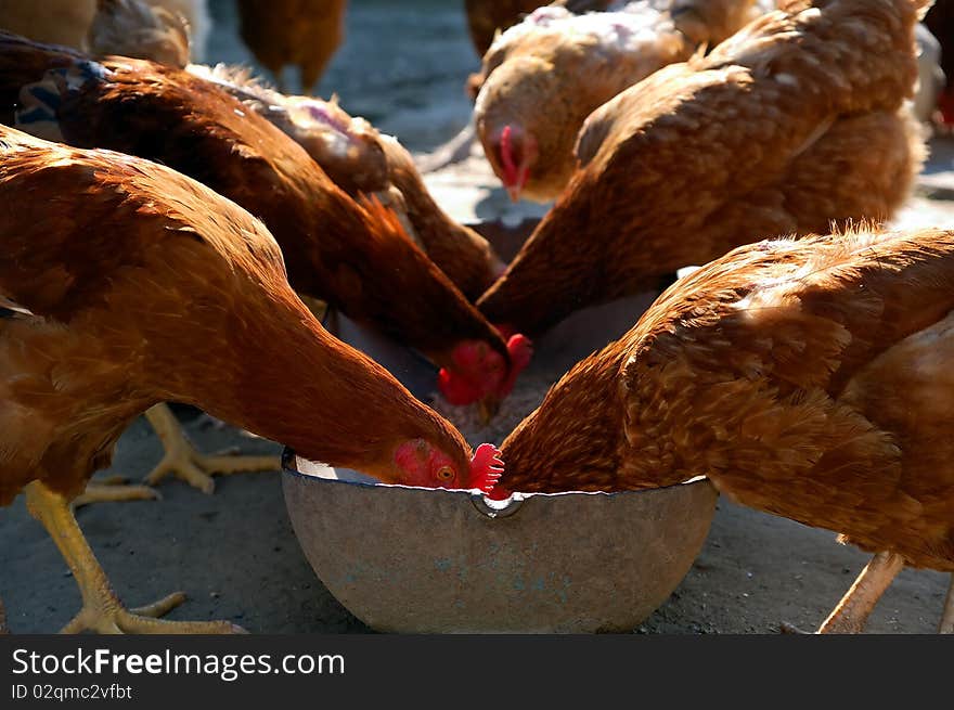 Feeding Fowls