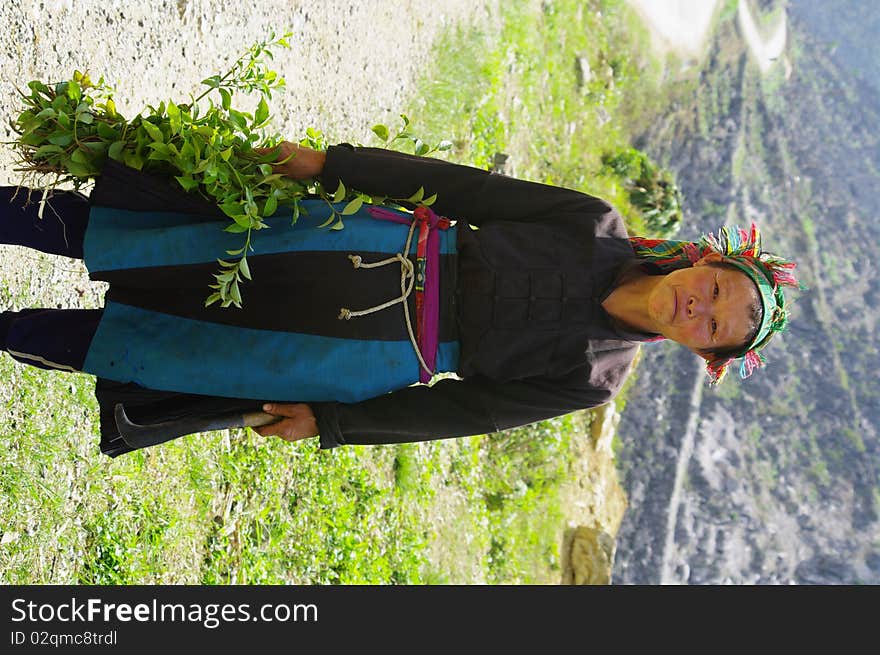 The mother and her three daughters were picking grass in the mountains. The mother and her three daughters were picking grass in the mountains