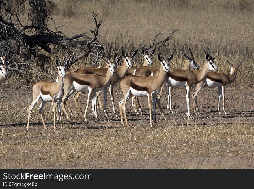 Springbok in the Kgalagadi Transfrontier Park. Springbok in the Kgalagadi Transfrontier Park