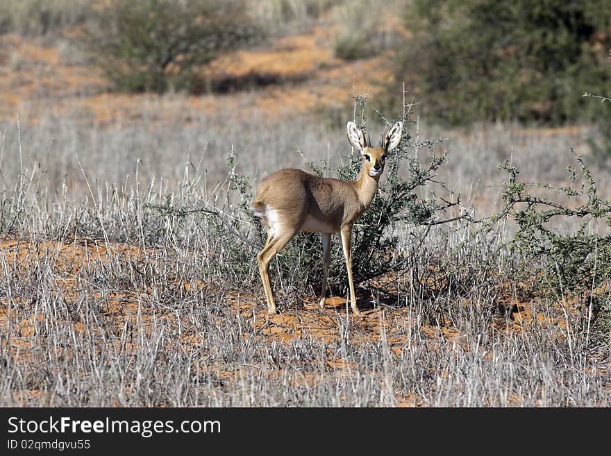 Steenbok in the Kgalagadi