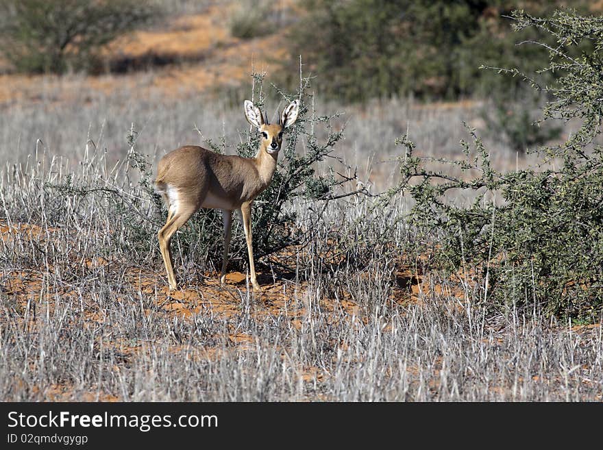 A Steenbok, Raphicerus campestris, a common small antelope of southern and eastern Africa in the Kgalagadi Transfrontier National Park in South Africa and Botswana. It is sometimes known as the Steinbuck or Steinbok. A Steenbok, Raphicerus campestris, a common small antelope of southern and eastern Africa in the Kgalagadi Transfrontier National Park in South Africa and Botswana. It is sometimes known as the Steinbuck or Steinbok.