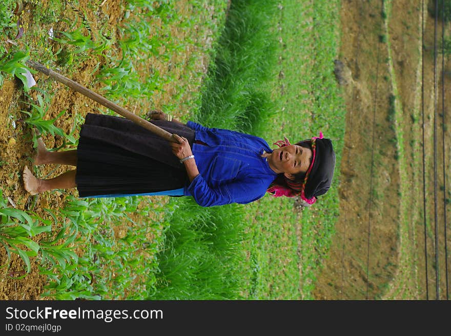 Black Hmong woman from the region of Yen Minh. The field work is done in families. Women have retained their traditional clothes even in hard work. Above all, it was for them an indispensable mark of belonging to their ethnic group. The men have often forsaken the tradition