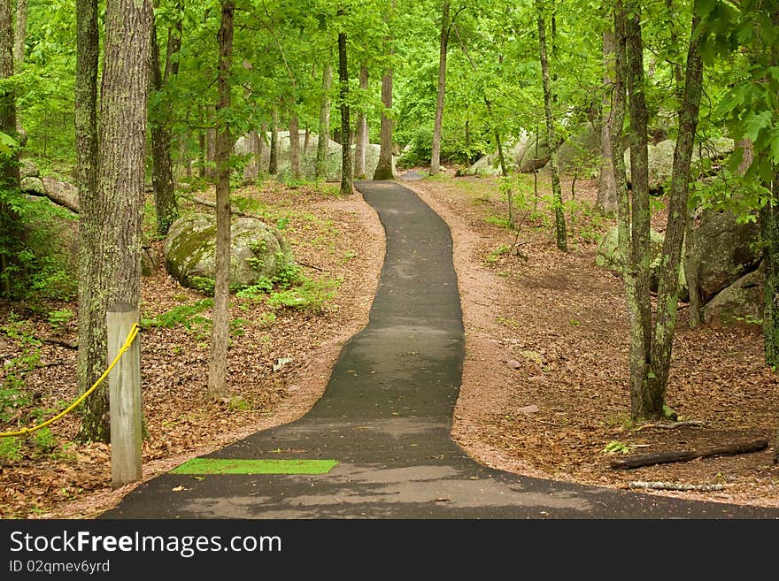 A path stretching into the forest.