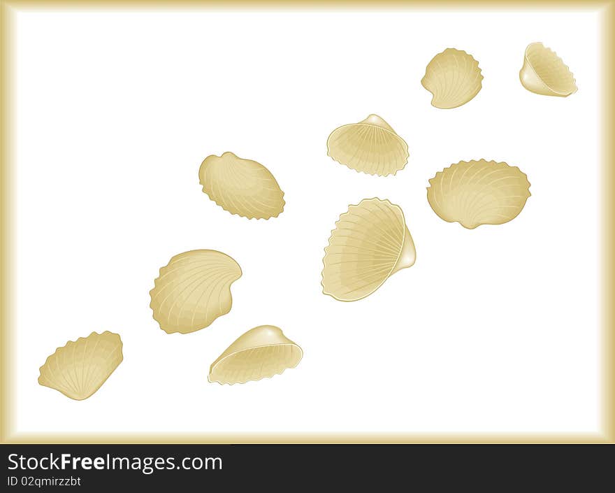 Sea cockleshells on white background. Sea cockleshells on white background