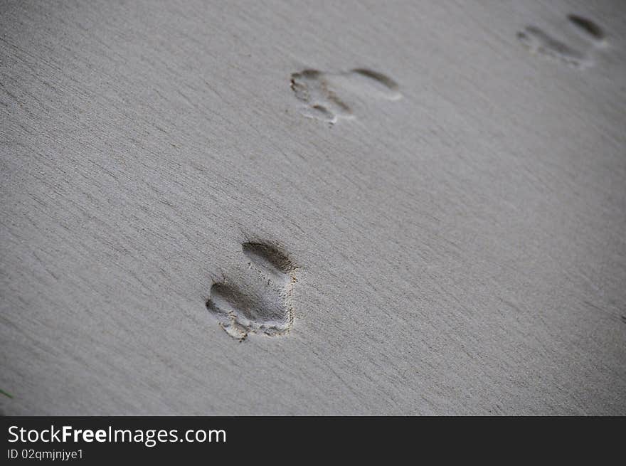 Foot Prints in the Sand