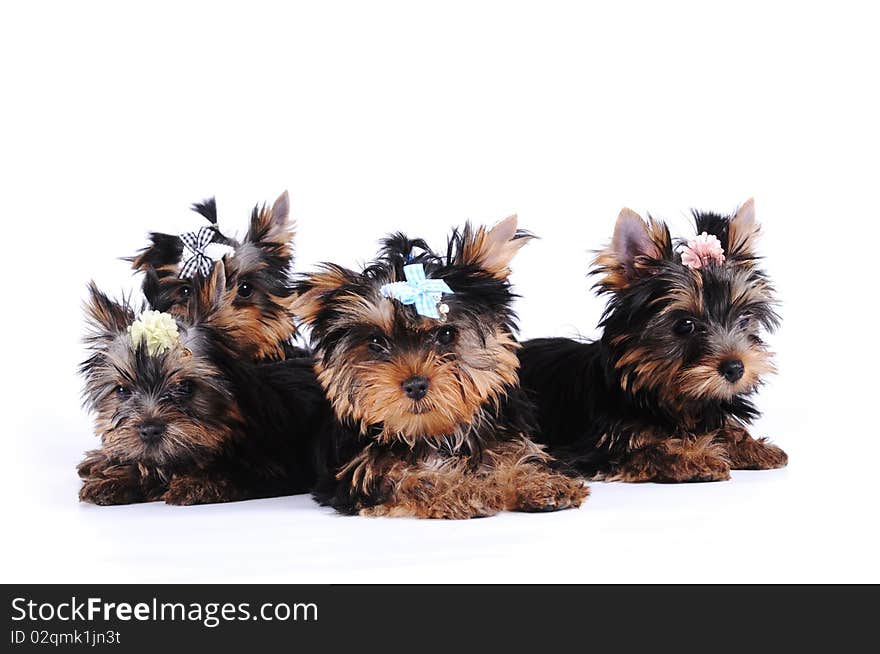 Portrait of four yorkshire terrier puppies isolated on white. Portrait of four yorkshire terrier puppies isolated on white