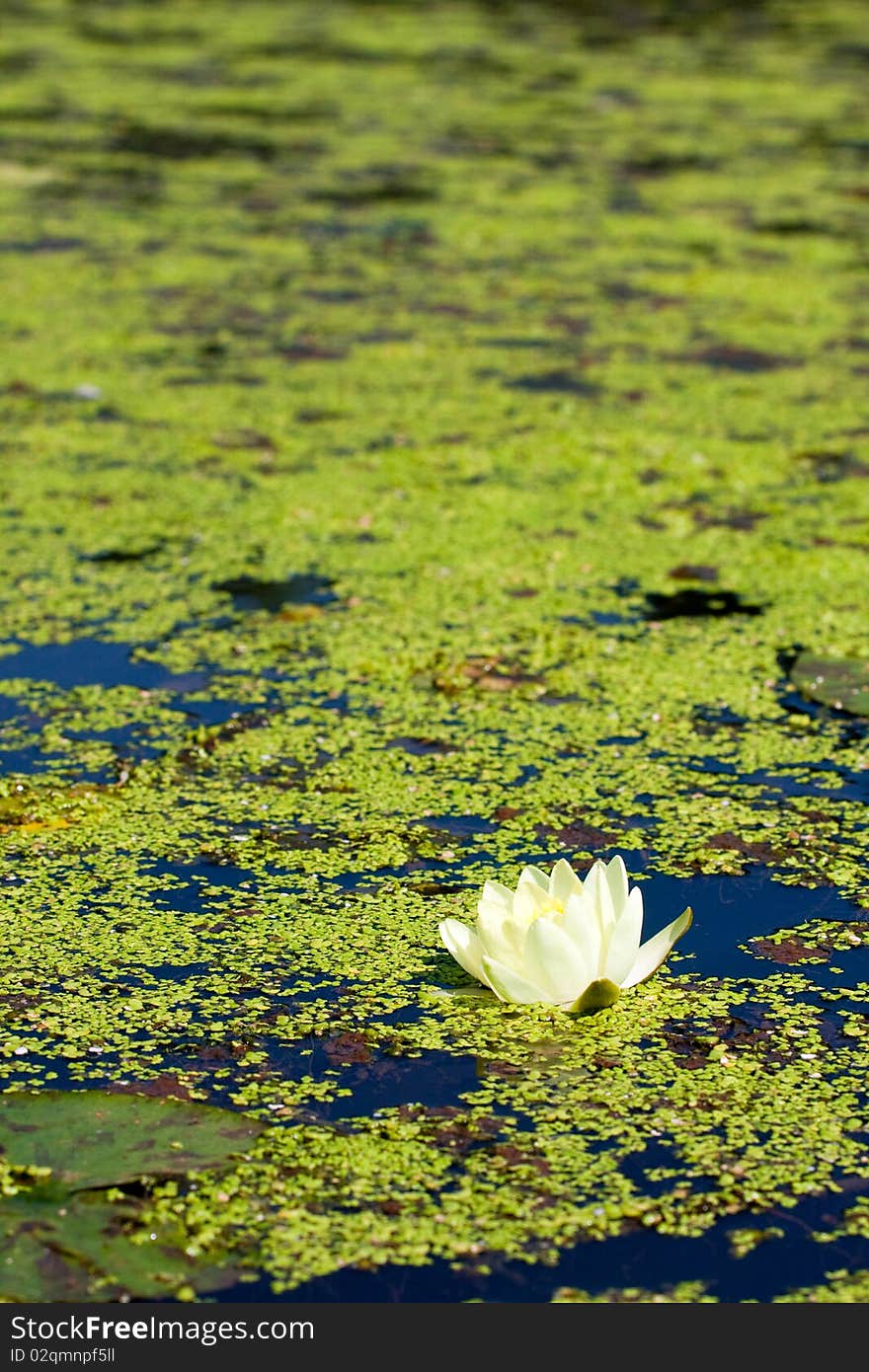 Single white water lily on water surface covered with foliage