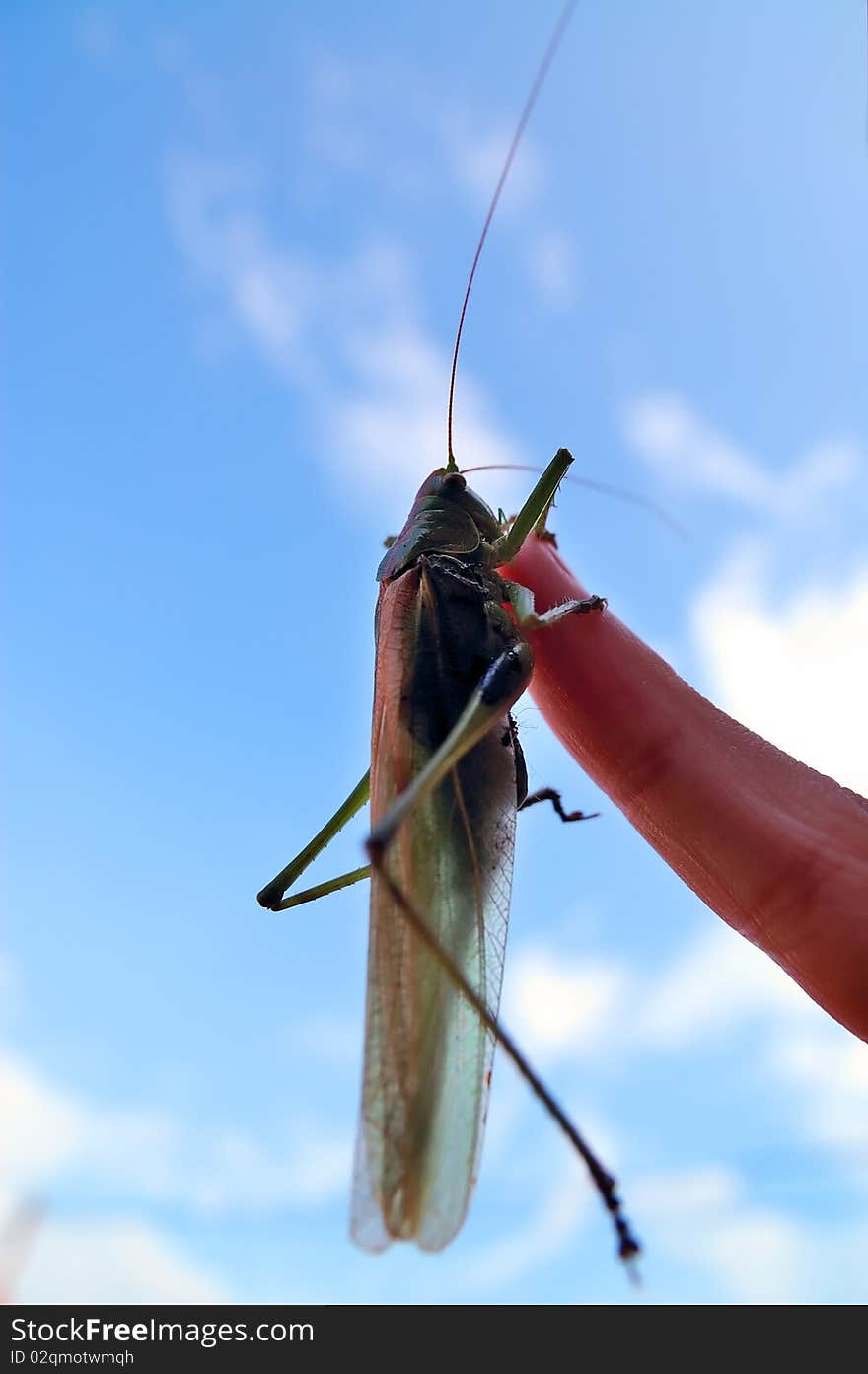 Green Cricket