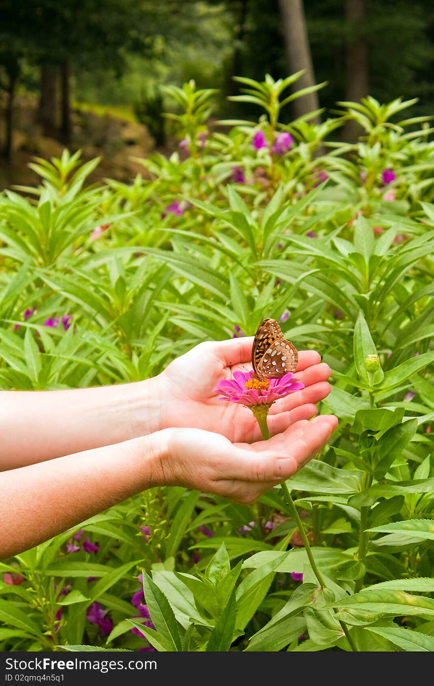 Cupping hands around flower and butterfly. Cupping hands around flower and butterfly