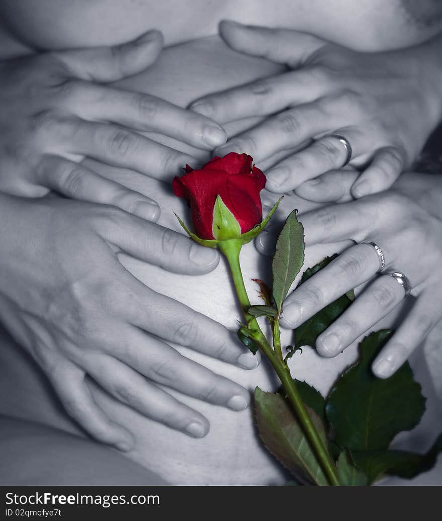 Pregnancy, Woman´s belly with four hands, red rose. Pregnancy, Woman´s belly with four hands, red rose