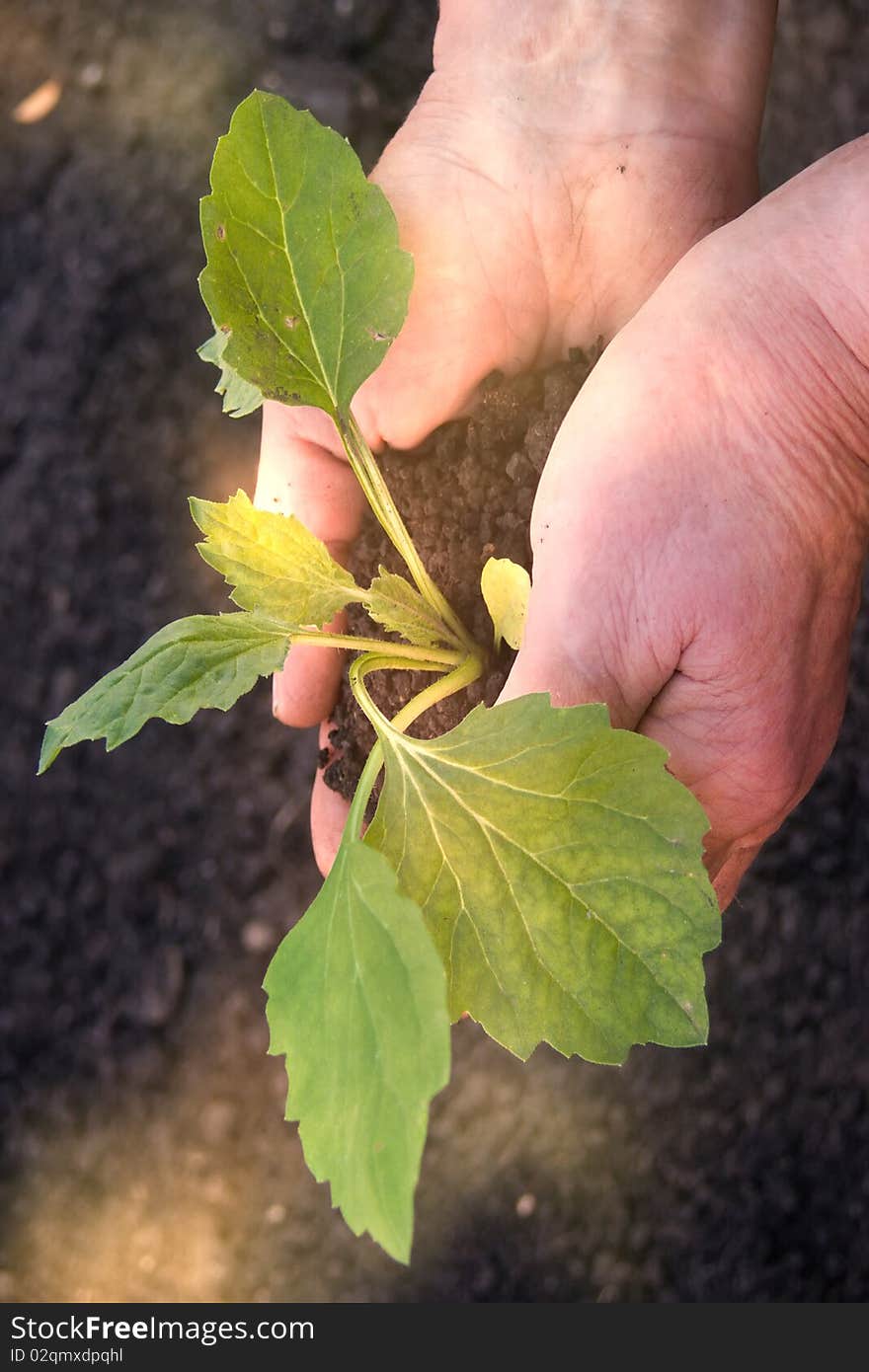 Hands sprout plant in sunlight reflexions. Hands sprout plant in sunlight reflexions