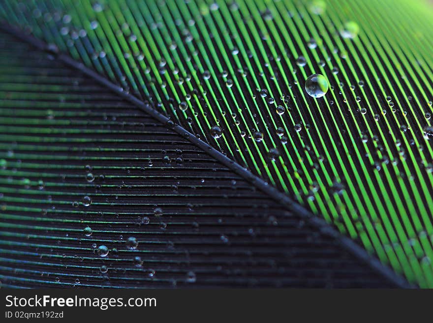 Water Droplets on a Feather. Water Droplets on a Feather