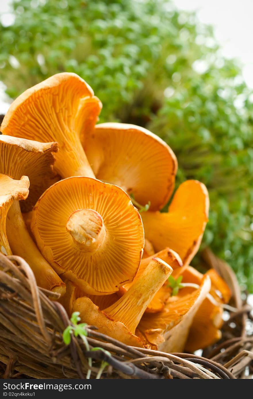 Chanterelles in basket