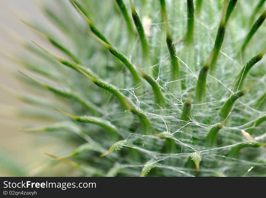 White web among sharp green thorns