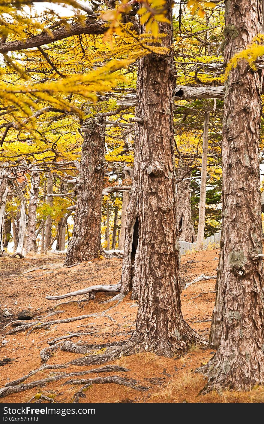 Yellow leaves of Trees , japan. Yellow leaves of Trees , japan.