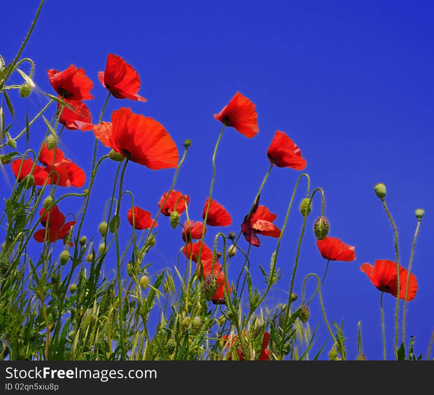 Wild red poppies under the blue summer sky