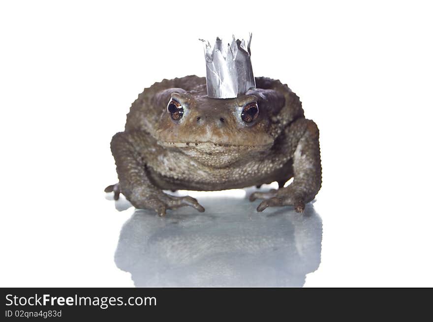 Queen-frog