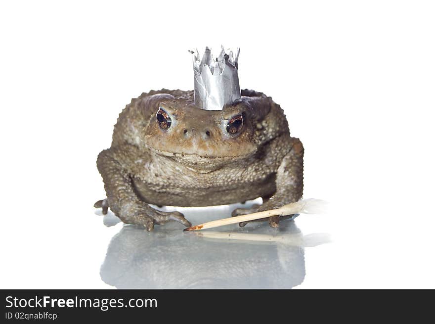 Queen-Frog  in anticipation of Prince studio photo