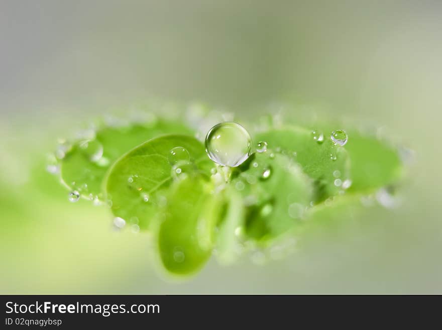 Dews on leaves