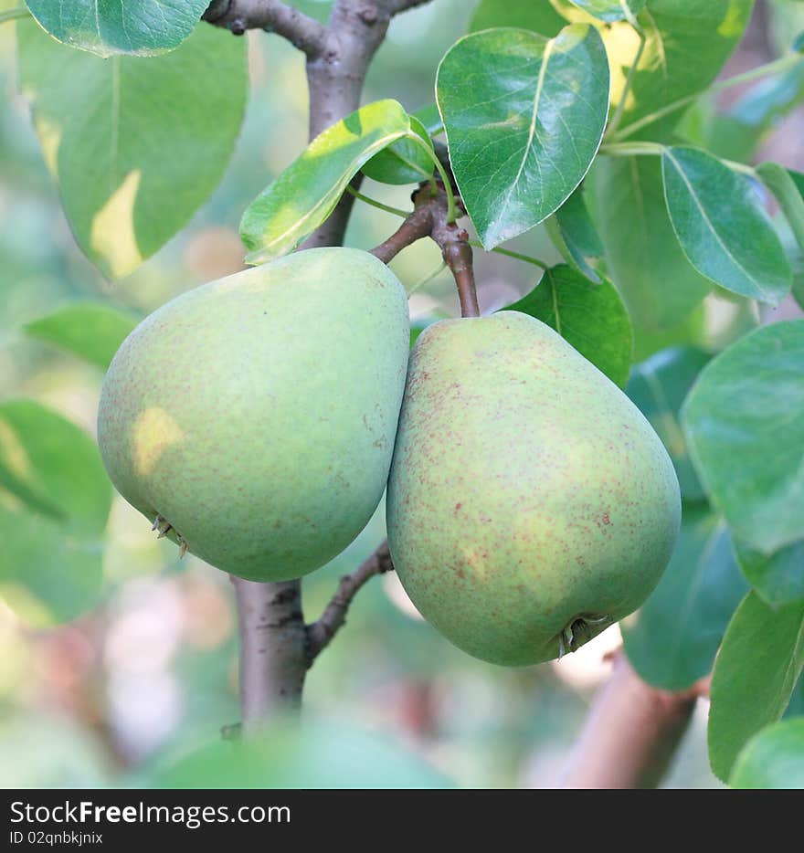 Pair of pears